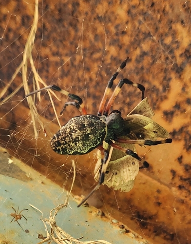 African Hermit Spider