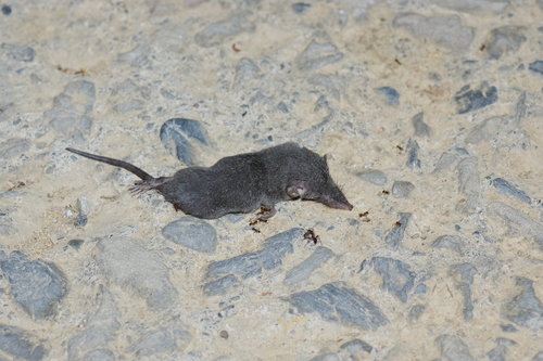 Kuroda's White-toothed Shrew (Crocidura tadae) — Data Deficient Mammalia