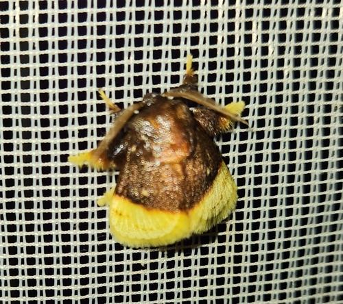 Chrysamma purpuripulcra