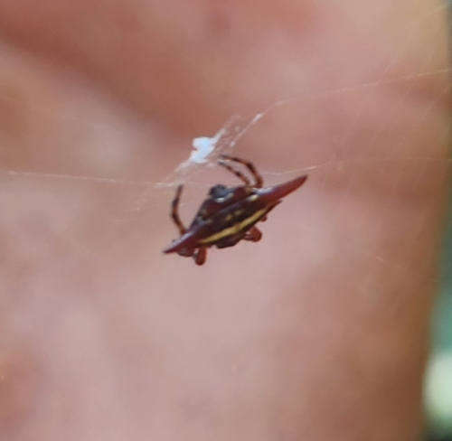 Common Kitespider