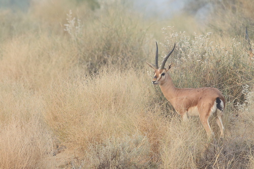 Indian Gazelle