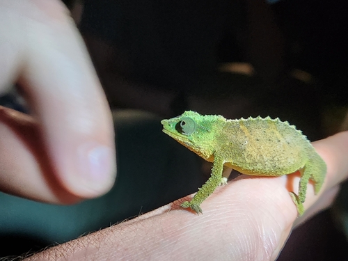 Mabu Pygmy Chameleon