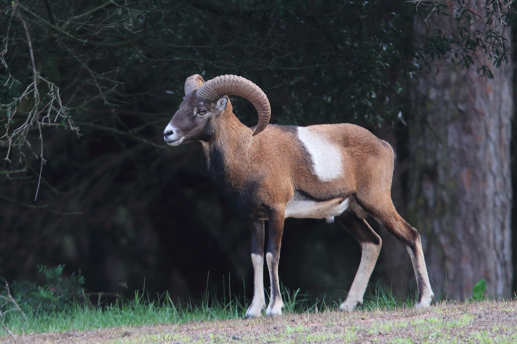 Aries Anti-Moth Spray – Chimney Sheep