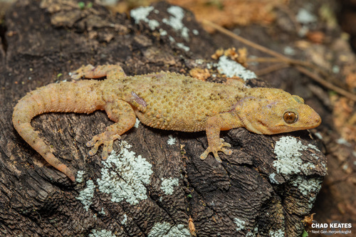 Warty Thick-toed Gecko
