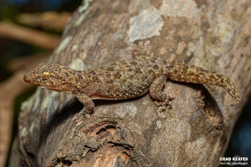 Warty Thick-toed Gecko