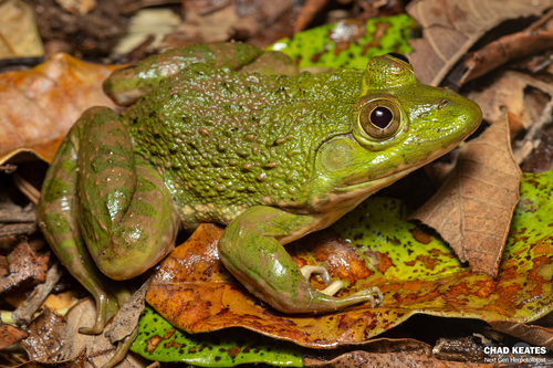 Crowned bullfrog