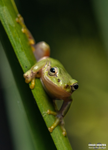 Kivu Reed Frog