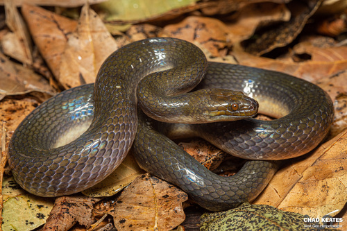 Lycodonomorphus bicolor