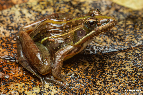 Nile Ridged Frog