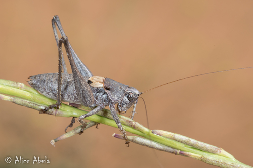 Idiostatus aequalis (Scudder, 1899)