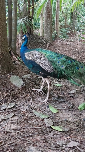 Indian Peafowl