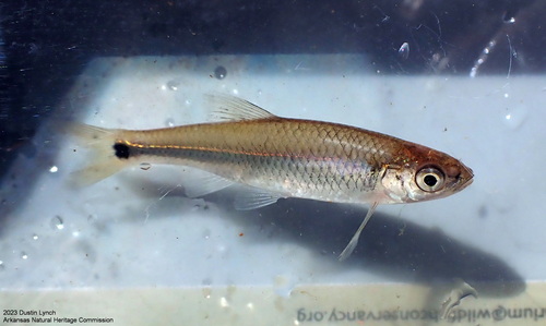 Western Blacktail Shiner