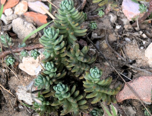 Pale Stonecrop