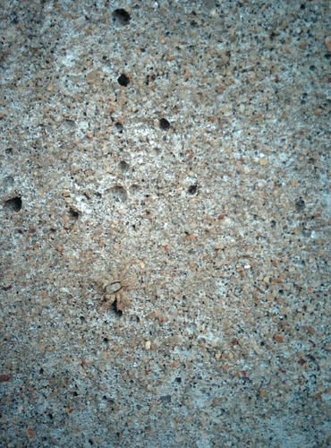 Gray Wall Jumping Spider