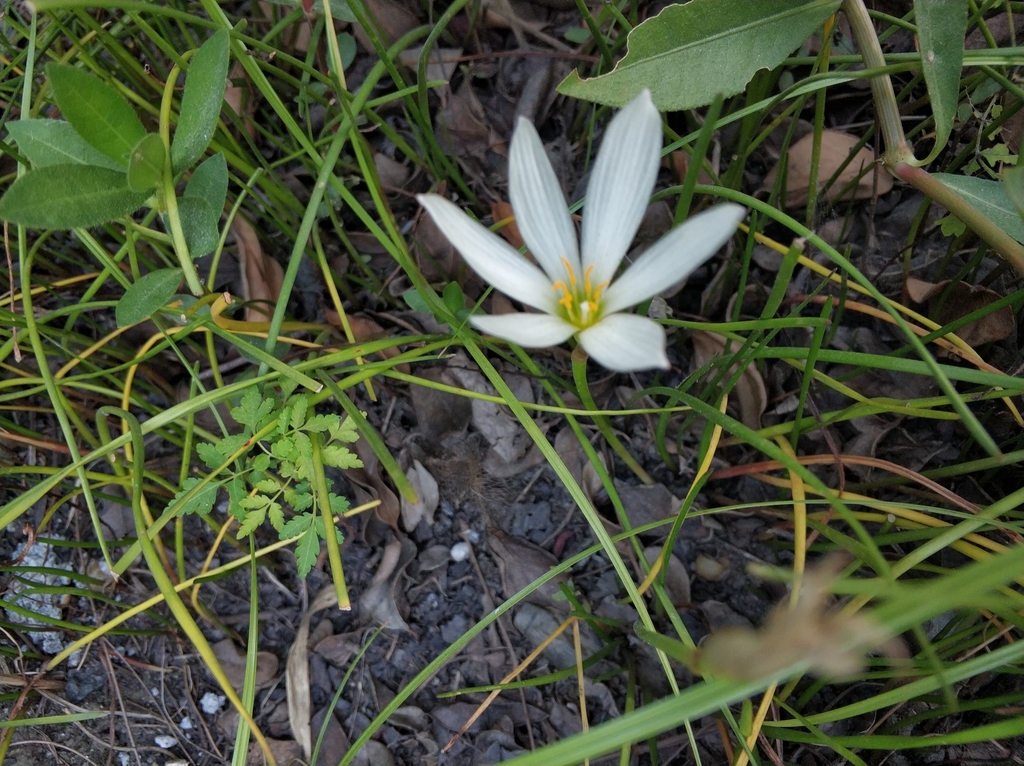 Fotos de Azucena del Río (Zephyranthes candida) · NaturaLista Mexico