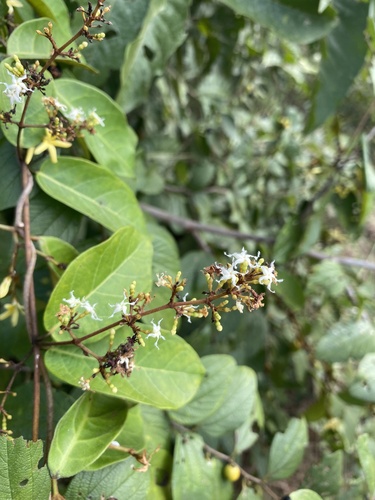 Ichnocarpus frutescens (L.) W.T.Aiton