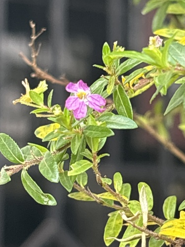 False heather