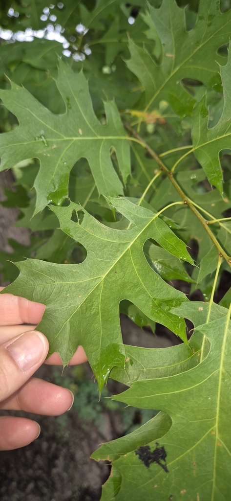 oaks from Mbombela, South Africa on December 21, 2024 at 10:38 AM by ...
