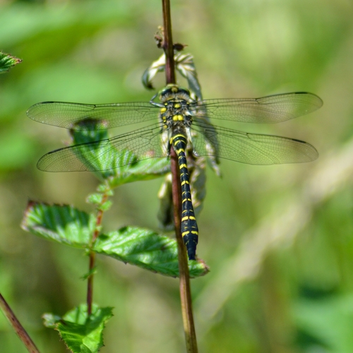 Golden-ringed Dragonfly
