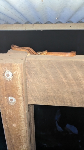 Brown Tree Snake sighting