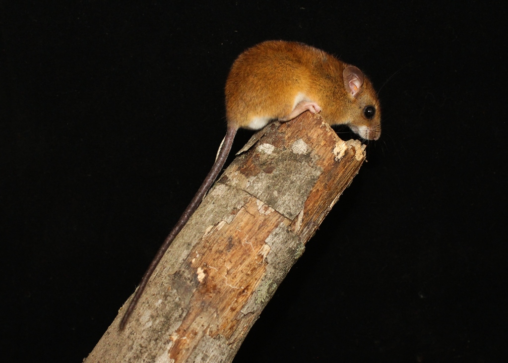 bicolored arboreal rice rat from Provincia de Zamora Chinchipe, Ecuador ...