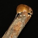 Oecomys bicolor - Photo (c) Ronald Bravo, todos los derechos reservados