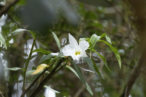 Dendrobium infundibulum