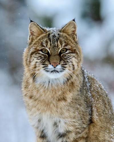 Lynxes (Genus Lynx) · iNaturalist