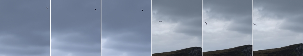 Swifts from New Zealand on December 06, 2024 at 02:40 PM by Thomas ...