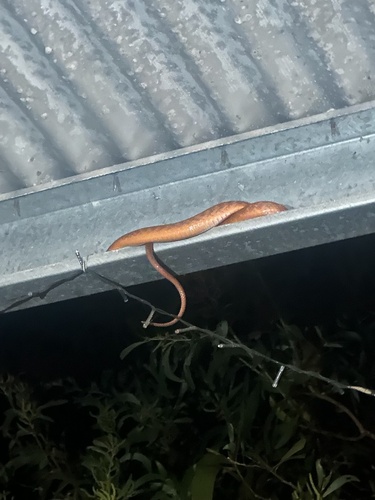 Brown Tree Snake sighting