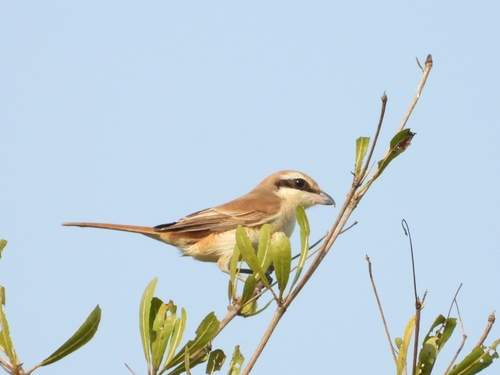 Brown Shrike