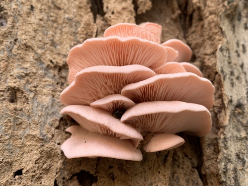 Pink Oyster Mushroom (Pleurotus djamor)