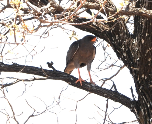 Dark Chanting-Goshawk