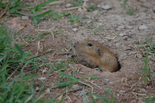 Goldman's Pocket Gopher