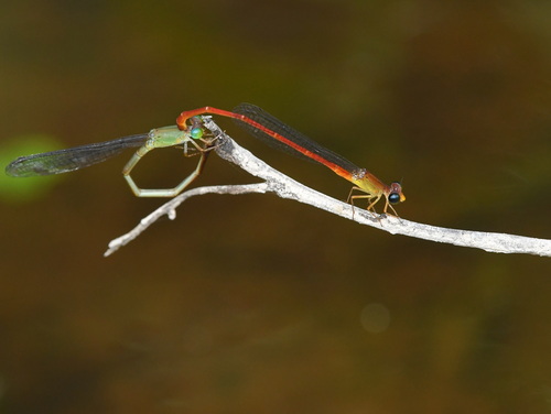 Ceriagrion lieftincki