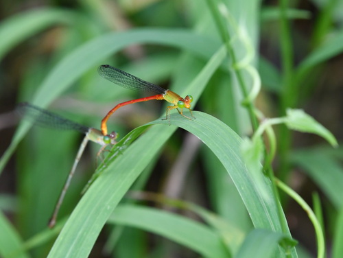 Ceriagrion lieftincki