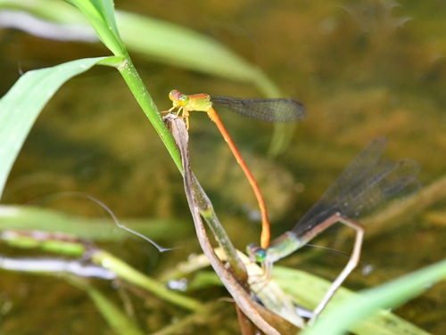 Ceriagrion lieftincki
