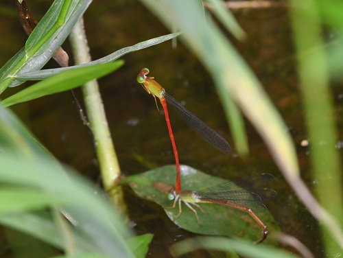 Ceriagrion lieftincki