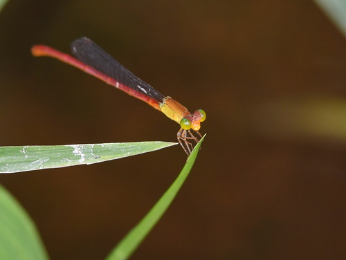 Ceriagrion lieftincki
