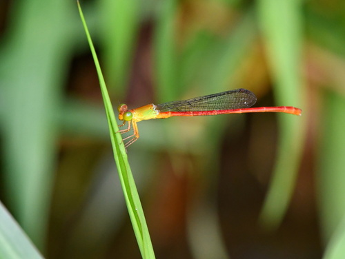 Ceriagrion lieftincki