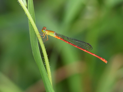 Ceriagrion lieftincki