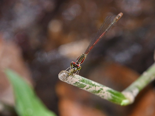 Variable Wisp