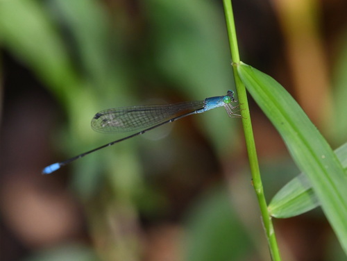 Teinobasis samaritis