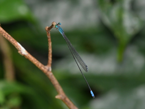 Teinobasis samaritis