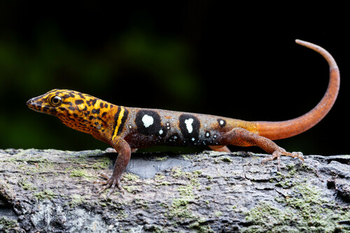 Gonatodes ocellatus (Gray, 1831)