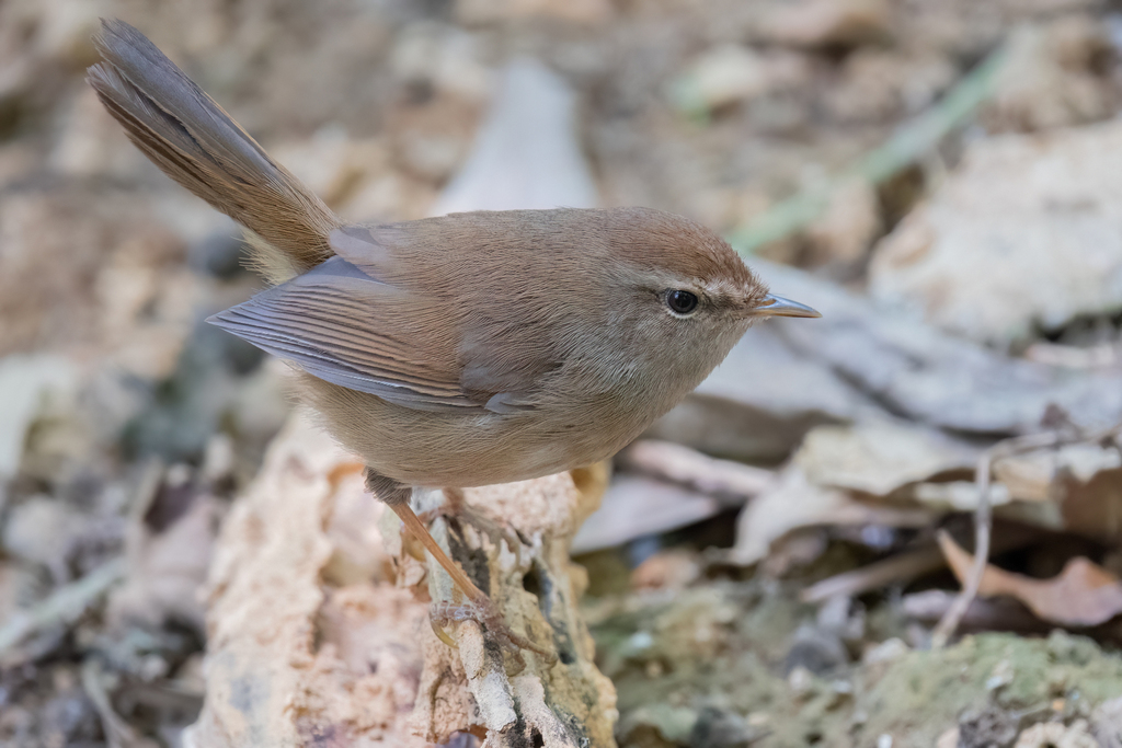 Brownish-flanked Bush Warbler (Horornis fortipes) photo