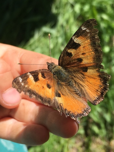 iNaturalist observation photo of California Tortoiseshell