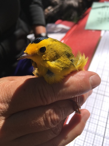 iNaturalist observation photo of Wilson's Warbler