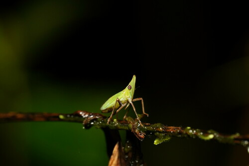 Conchito Insect Genus Conchyoptera · iNaturalist