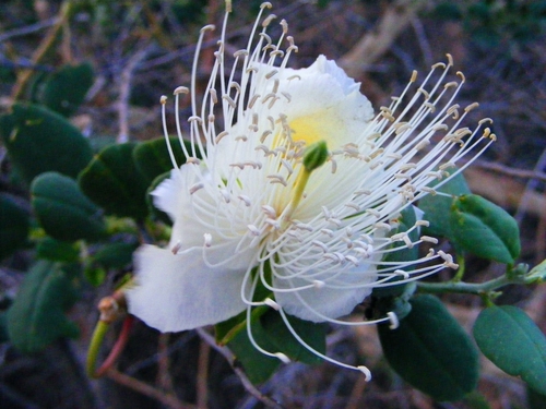 Capparis nummularia